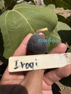 イチジク Iraqi 穂木 3本セットのサムネイル