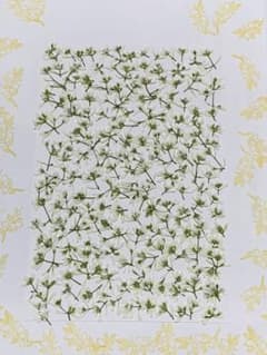 押し花　ユーフォルビアダイアモンドスノー　ハガキサイズ大のサムネイル