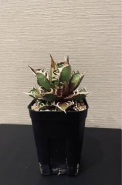 【OC株】アガベ　チタノタ　レッドキャットウィーズルのサムネイル