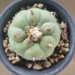 サボテン ロフォフォラ 翠冠玉のサムネイル