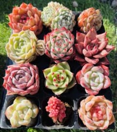 多肉植物 豪華12苗12種セット レッドベリー錦込み 抜き苗 超美苗 韓国