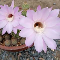 花サボテン 抜き苗 - メルカリ