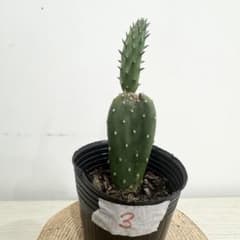 ウチワサボテン 団扇サボテン バーバンク 大丸盆 サボテン 多肉植物 観葉植物 現品］7番 サボテン 大丸盆 3号 観葉植物 多肉植物 かわいい