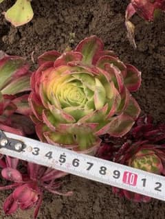 60 #観葉植物アエオニウム錦❤️海仙錦❤️1大頭9-10cm 拔き苗 91#観葉植物アエオニウム錦❤️グリーンメデューサセッカ❤️3大頭14cm アエオニウム