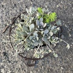 多肉植物 子持ち蓮華 セダム 抜き苗 ポットの中全て - メルカリ