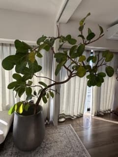 アフリカンプリンス/フィカス属の室内向け観葉植物 ※写真灰色の鉢付き