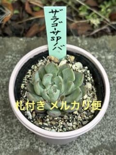 超希少 おらいさん苗 ザラゴーサSPノバ 札付き 多肉植物 - メルカリ