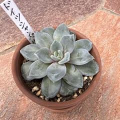 多肉植物 ドイツシャンペン 抜き苗のサムネイル