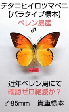 【タイプ標本】デタニヒイロツマベニ♂標本★ペレン島産 島の詳細地名記載有 タイプ標本】デタニヒイロツマベニ♂標本☆ペレン島産 島の詳細地名