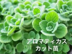 観葉植物 シェフレラ・カポック 鉢ごと発送 - メルカリ