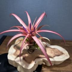 チランジア ウトリクラータ 開花中 エアープランツ - メルカリ