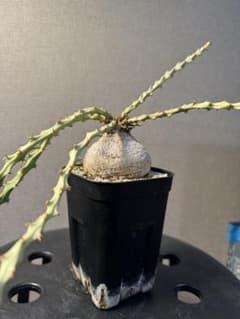 ユーフォルビア デシドゥア(蓬莱島)のサムネイル