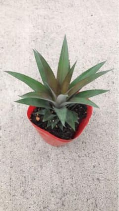 パイナップル　抜き苗のサムネイル