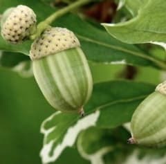 イギリスナラ ヨーロッパナラ 斑入り 苗 アルゲンテオマルギナータ