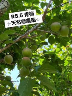 《10kg》❤️完全無農薬栽培　天然青梅❤️のサムネイル