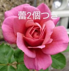 F＆G和バラ  「 あおい 」のサムネイル