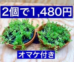 ⑦テラコッタ素焼き皿にキューバパールグラスを活着　水槽にそのまま置くだけ～　2個のサムネイル