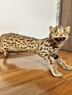 ベンガルヤマネコの剥製　国際希少野生動物登録票付き ベンガルヤマネコの剥製 国際希少野生動物登録票付き - メルカリ