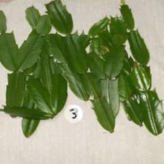 シャコバサボテン　カット苗　サボテン　多肉植物　植物のサムネイル