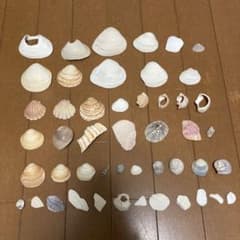貝殻 セットのサムネイル