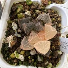 エ*ゾ様 ハオルチア粉黛錦【フンタイ】抜き苗のサムネイル
