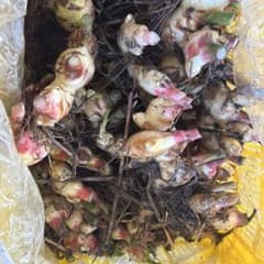 自家栽培 掘りたて生姜 新生姜3キロのサムネイル