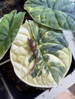 【希少】アロカシア メロ オーレア 芋1個 希少】アロカシア メロ オーレア 芋1個 - メルカリ