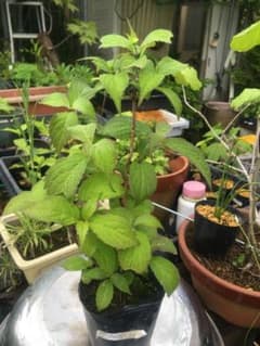 奥多摩小アジサイ　苗 蕾付き　今期開花見込みのサムネイル