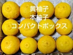 7 黄柚子 本柚子 コンパクトボックスのサムネイル