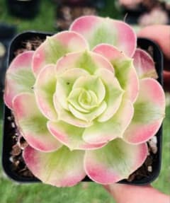 多肉植物 アエオニウム ピンクウィッチ 超美苗1株 カット苗 - メルカリ