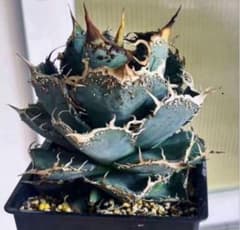 y*y様 アガベ チタノタ 猗窩座 青肌ブツブツ系 特選株 新品先発極上株 強刺 アガベ チタノタ 猗窩座 青肌ブツブツ系 特選株 新品先発極上株 強刺