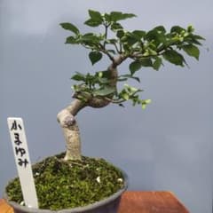 ミニ盆栽 コマユミのサムネイル