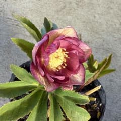 065 クリスマスローズ 開花株 - メルカリ