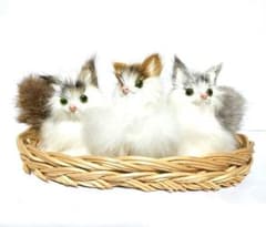 3びきの 白い猫のサムネイル