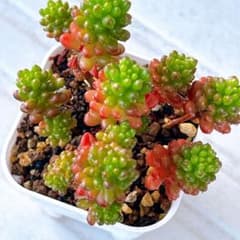 セダム 多肉植物 抜き苗 多肉植物♥゛レッドベリー レッドベリー ✴︎smile✴︎｜ラクマ by 抜き苗の通販 フラワー・ガーデニング