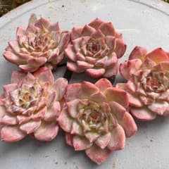 シュガーハート　1ヶ　カット苗・韓国苗・多肉植物のサムネイル