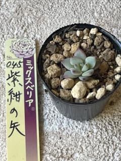 多肉植物 紫紺の矢 ③のサムネイル