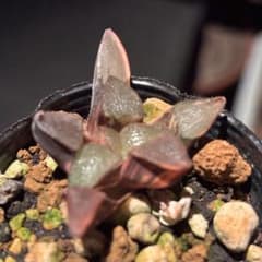 c*e様 ハオルチア コレクタ錦 キューピッド錦 多肉植物 - メルカリ