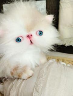 小さなプリンセス♡エキゾ子猫ちゃん♡お腹ぽっこり♡アートドール