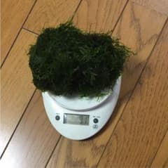 ウィローモスのサムネイル
