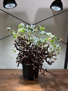 ペラルゴニウム　ミラビレ　発根済　塊根植物のサムネイル