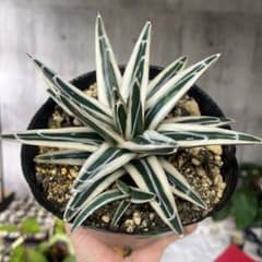 アガベ氷山極上株子株付き斑入り抜き苗発送 - メルカリ