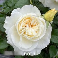 同梱で2鉢目〜¥1000お値引き】 春の新苗♡D-67♡ウエディング／芽接ぎ