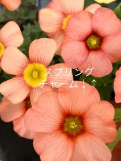 オキザリス　スプリングチャームオレンジ　球根5個のサムネイル