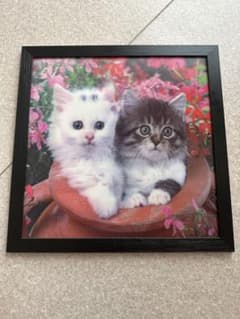 子猫の写真 黒い額縁のサムネイル