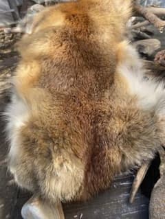 ふわふわモコモコ　たぬきの毛皮のサムネイル