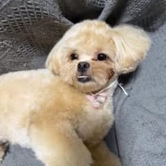 犬用 ネックレス アクセサリー 2点セットのサムネイル