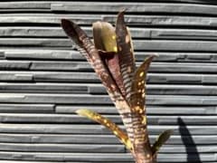 ビルベルギア　タルボット ミスタークーパーのサムネイル
