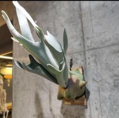 ビカクシダ Lisa スポア】 - メルカリ