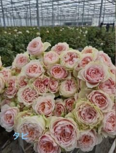 レア切り花品種バラ苗 Vic***Bri**宅急便発送のサムネイル
